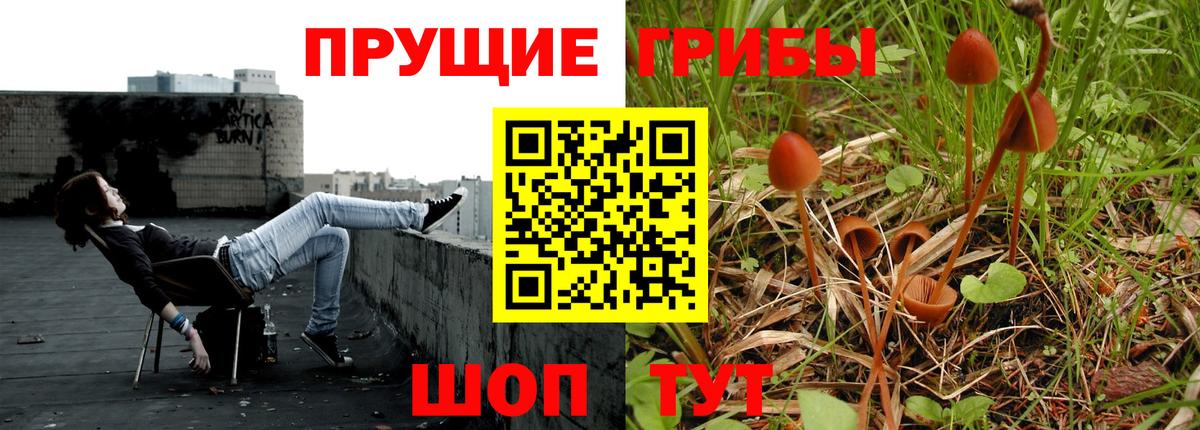 Галлюциногенные грибы Psilocybe Урай